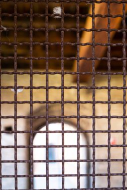 Castelvecchio (eski kale) İtalya 'nın Verona kentinde bulunan bir kaledir.. 