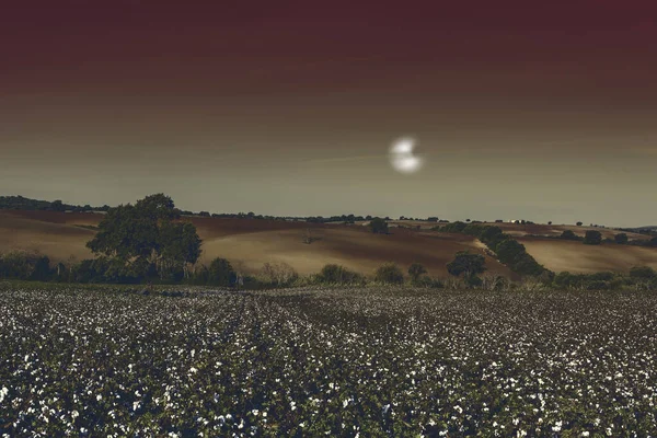 Katoen Veld Spanje Klaar Voor Oogsten Het Licht Van Maan — Stockfoto