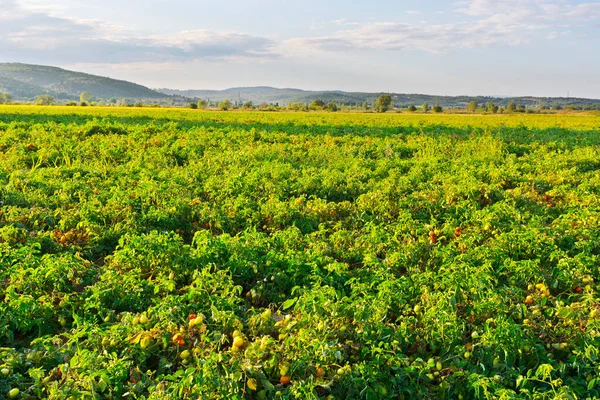 Piantagione Pomodori Italia Pomodoro Non Pronto Raccolta Toscana Pomodoro Verde — Foto Stock