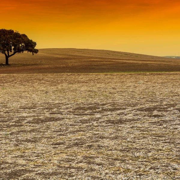 Campos Espanha Após Colheita Nascer Sol Paisagem Tirar Fôlego Natureza — Fotografia de Stock