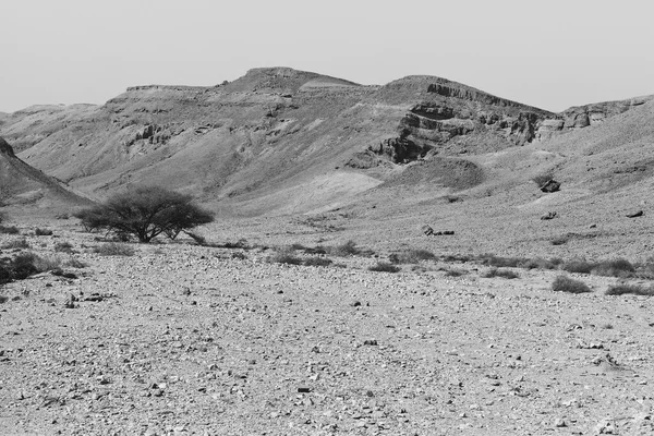 Solidão Vazio Das Colinas Rochosas Deserto Negev Israel Paisagem Tirar — Fotografia de Stock