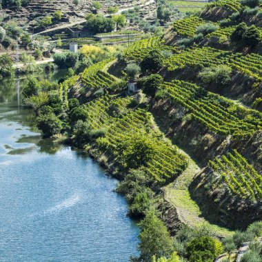 Portekiz 'in Douro Nehri bölgesinin üzüm bağları. Portekiz kırsalının manzarası