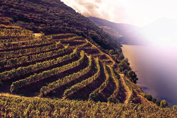 Uitgebreide Wijngaarden Langs Oevers Van Douro Portugal Bij Zonsondergang — Stockfoto
