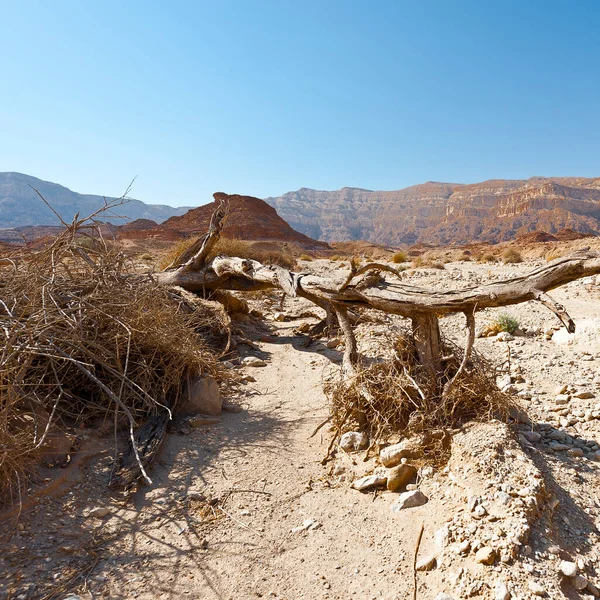 Élet Negev Sivatag Élettelen Végtelenjében Izraelben Lélegzetelállító Táj Közel Kelet — Stock Fotó