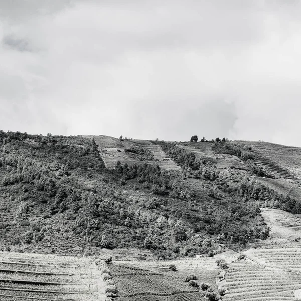 Podróż Regionie Rzeki Douro Portugalii Wśród Winnic Gajów Oliwnych Uprawa — Zdjęcie stockowe