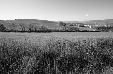 Tuscany 'nin yeşil tepeleri, buğday tarlaları, çiçekler ve siyah beyaz İtalyan güzelliği.
