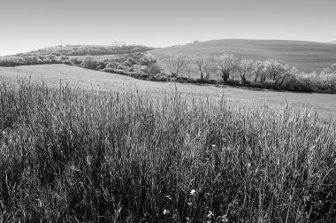 Tuscany 'nin yeşil tepeleri, buğday tarlaları, çiçekler ve siyah beyaz İtalyan güzelliği.