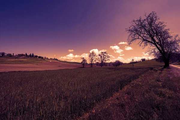 柔和的托斯卡纳绿色小山 有麦田 花朵和日落时永恒的意大利美景 — 图库照片