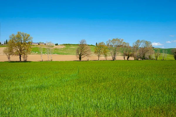 Douces Collines Verdoyantes Toscane Avec Des Champs Blé Des Fleurs — Photo