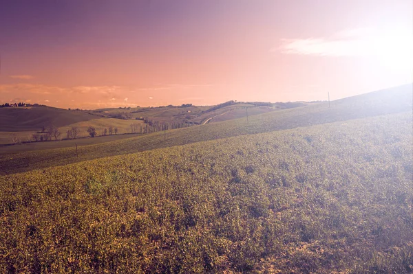 Gentle Green Hills Tuscany Fields Wheat Flowers Timeless Italian Beauty — Stock Photo, Image