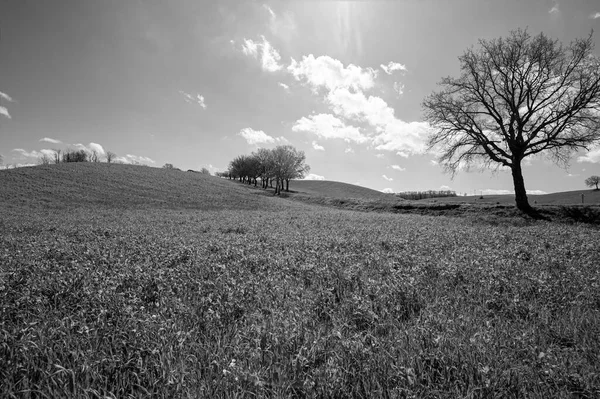 Sanfte Grüne Hügel Der Toskana Mit Weizenfeldern Blumen Und Zeitloser — Stockfoto