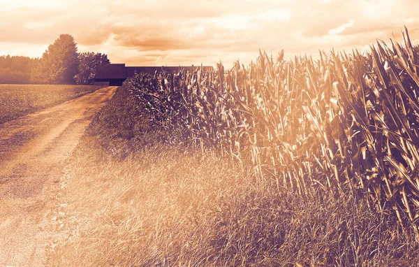 巴伐利亚沙漠小麦和玉米地在黎明时分成了当代风格 — 图库照片