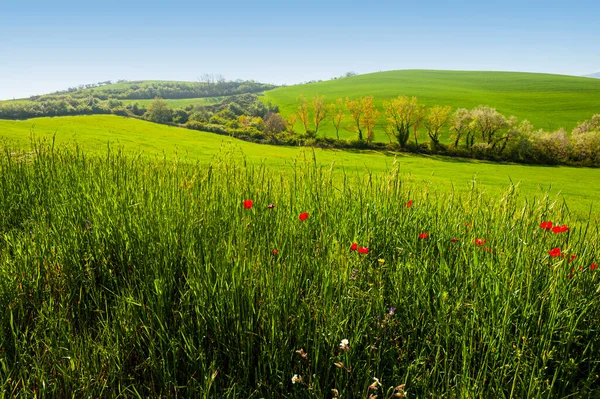 花と時代を超越したイタリアの美しさのフィールドとトスカーナの穏やかな緑の丘 — ストック写真