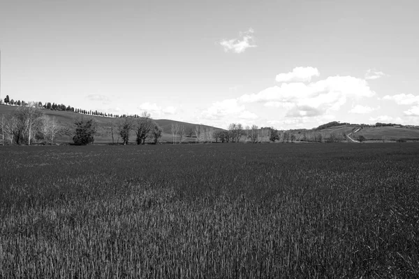Лагідні Зелені Пагорби Тоскани Полями Пшениці Квітів Сучасної Італійської Краси — стокове фото