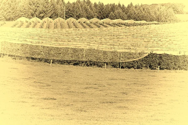 Яблоневый Сад Теплице Франции Стилизованное Фото — стоковое фото