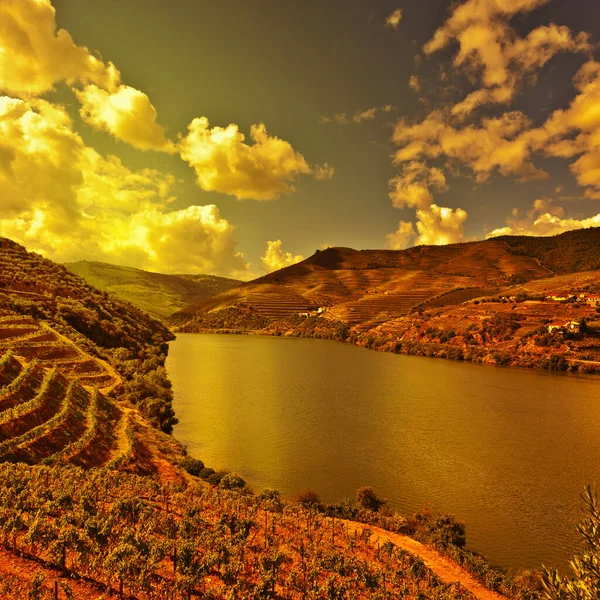 Vignobles Dans Vallée Douro Portugal Coucher Soleil — Photo