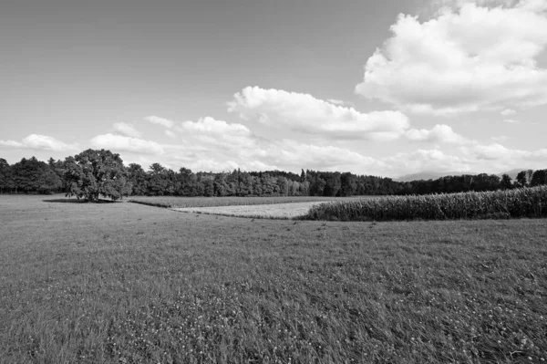 Deserted Wheat Corn Fields Bavaria Black White — Stock Photo, Image