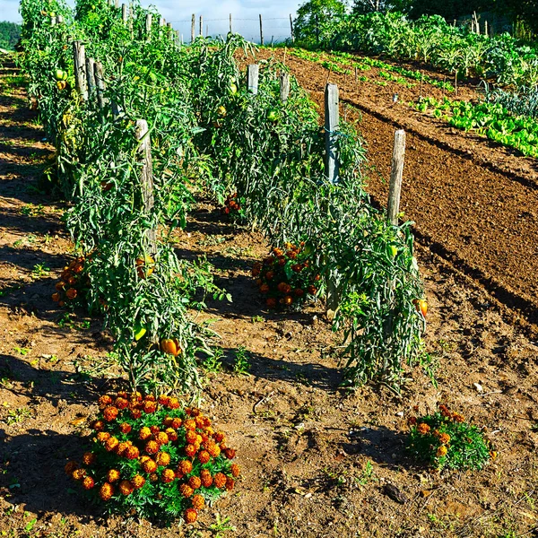 Gemüsegarten Auf Einem Privatgrundstück Französischen Dorf — Stockfoto