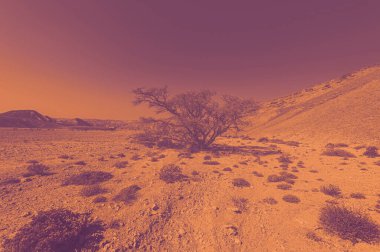 İsrail çölündeki kaya oluşumlarının nefes kesici manzarası şafak vakti çağdaş bir tarzda. Yalnızlık, umutsuzluk ve depresyon kavramı olarak cansız ve ıssız bir sahne..