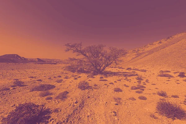 Paesaggio Mozzafiato Delle Formazioni Rocciose Nel Deserto Israele All Alba — Foto Stock