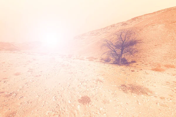 Breathtaking Landscape Rock Formations Israel Desert Dawn Contemporary Style Lifeless — Stock Photo, Image