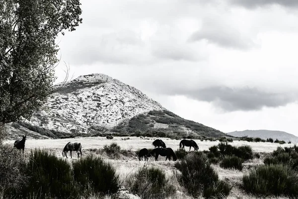 美丽的风景在西班牙以戏剧性看法坎塔布山 在欧洲山峰的草地上放牧的马匹 — 图库照片