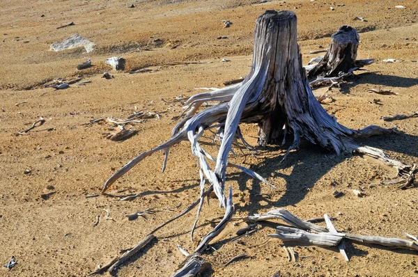 Old tree stumps. — Stock Photo, Image