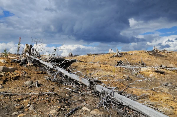 Thundercloud above a dead forest — Stock Photo, Image