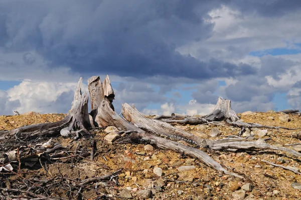 Nuvola di tuono sopra una foresta morta — Foto stock gratuita