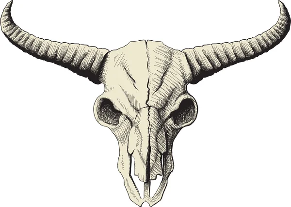 Crâne de buffle — Image vectorielle