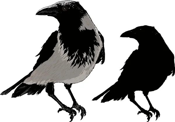 Black Crows — Stock Vector