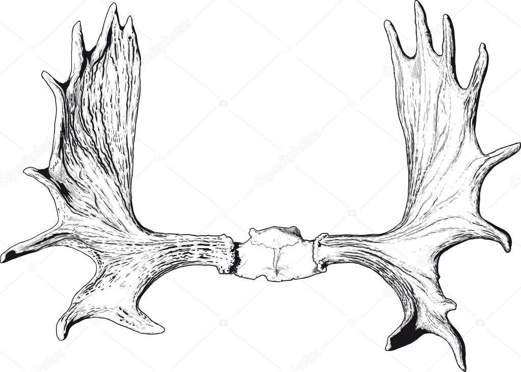 elk antlers