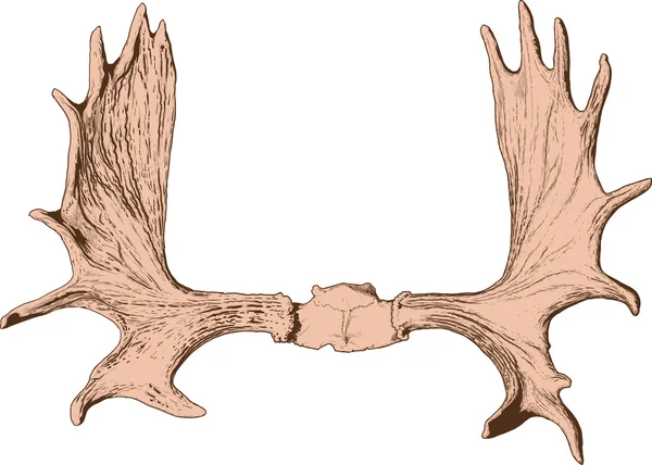 Älg horn — Stock vektor