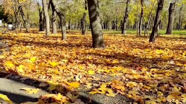 2021年10月26日 乌克兰尼古拉耶夫 无人机操作员幻影3号在秋季公园撒播落叶 — 图库视频影像