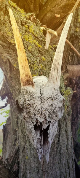 Horned Goat Skull on Three