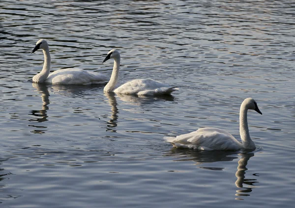 Três cisnes — Fotografia de Stock