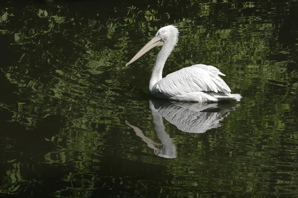 Pływający pelikan — Zdjęcie stockowe