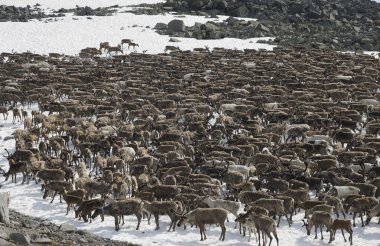 reindeers sürüsü