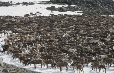 Herd of reindeers clipart