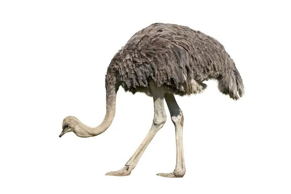 Ostrich — Stock Photo, Image