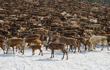 reindeers sürüsü