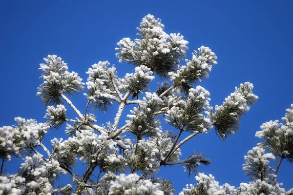 Pin-arbre en hiver — Photo