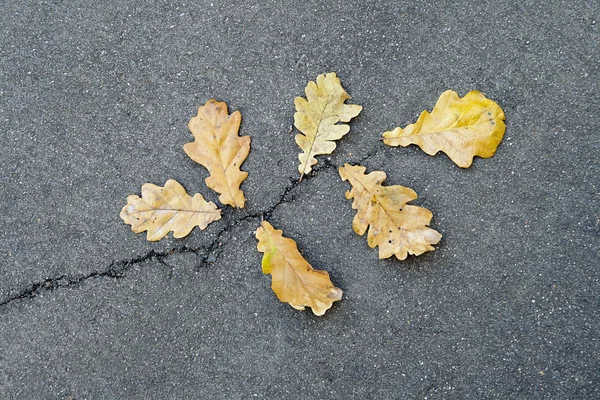 Oak leaves on asphalt — Stock Photo, Image