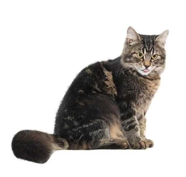 앉은 고양이 — 스톡 사진