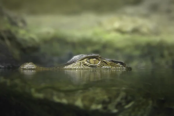 Cayman in the water — Stock Photo, Image