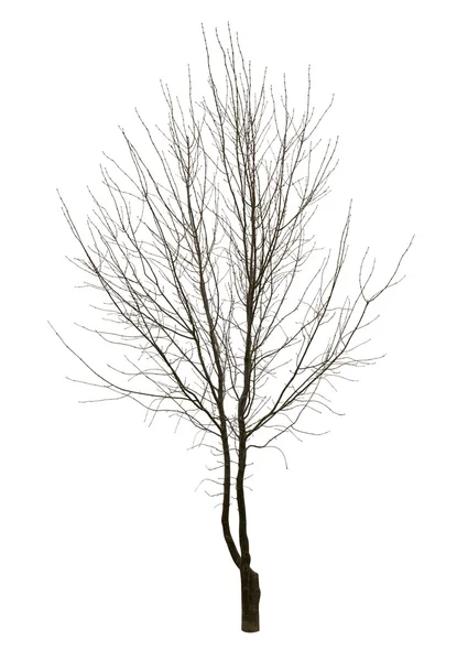 白上孤立的光秃秃的树 — 图库照片