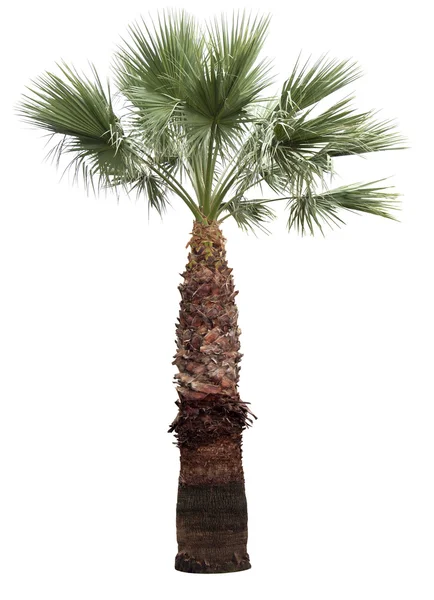 Palma isolata — Foto Stock