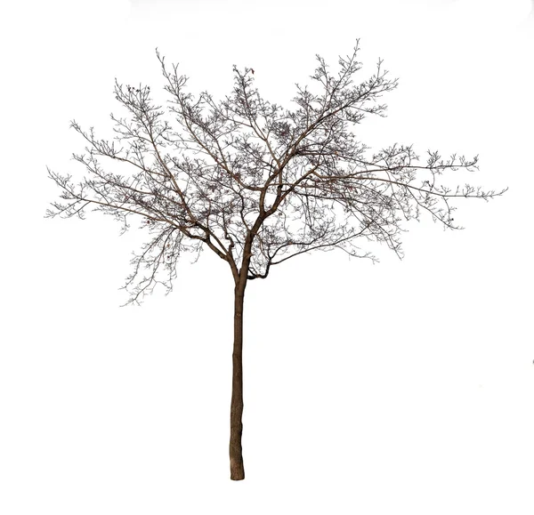 白で分離された裸の木 — ストック写真