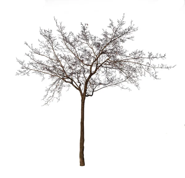 Arbre nu isolé sur blanc — Photo