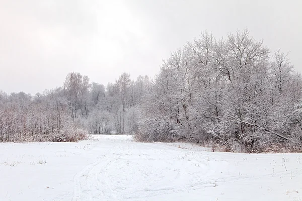 Forêt d'hiver — Photo